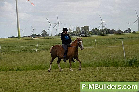 Brechen Des Windes Mit Der Richtigen Art Von Hecken