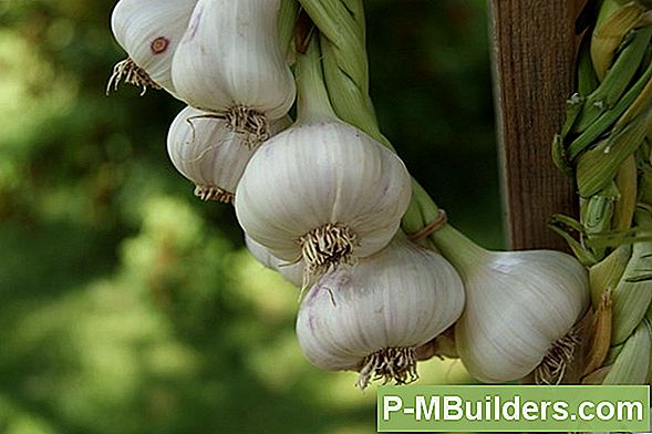 Anbau Und Pflege Der Venusfliegenfalle