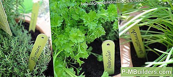 Rosmarin, Kraut Der Liebe