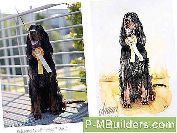 Wie Man Die Ohren Eines Hundes Reinigt