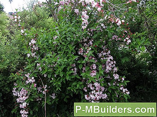 Blommande Quince Container Growing Tips