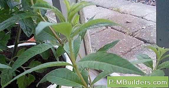 Citron Verbena, En HĂ€rlig Aromatisk