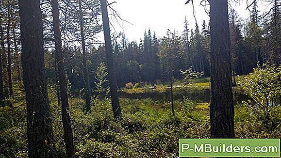 Skogsbruk - Korrekt Verktyg Att AnvÀnda