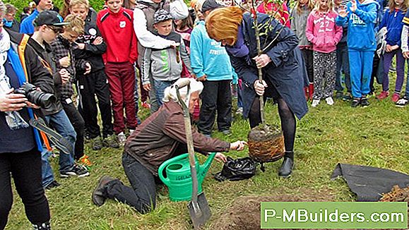Trädplantering - Plantering Av Träd