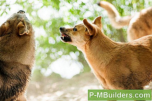 Hund Aggression Mot Andra Hundar
