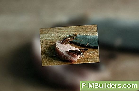 Prussakad Ja Ants: Kuidas Neid Kontrollida