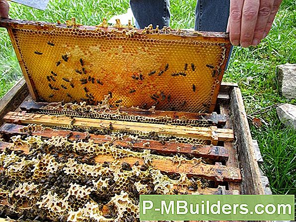 Bienenzucht In Ihrem Garten