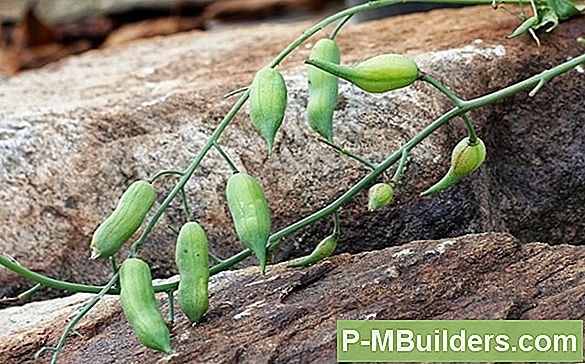 Hvad Spiser Mine Planter?