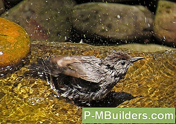 Help Backyard Birds Beat The Heat