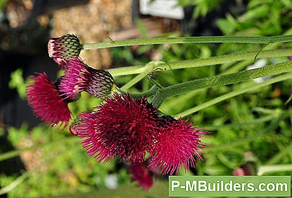 Geurige Bloem Favorieten