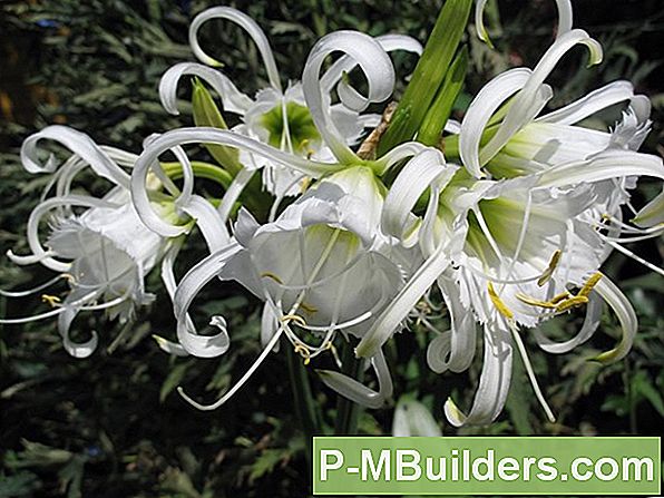 Duftende Flower Favourites