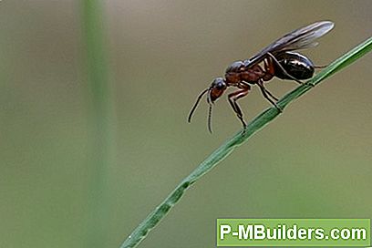 Wie Man Fliegende Ameisen Loslässt
