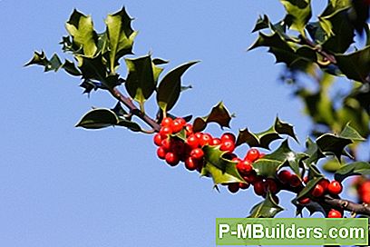 Kuidas Ploomi Holly Tree