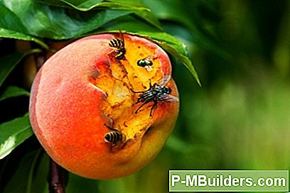 Identificere Og Behandle Peach Tree Sygdomme