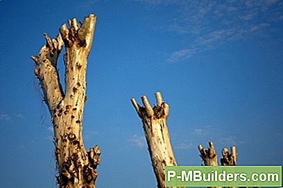 Lõikamine Trees - Kahjulik Practices