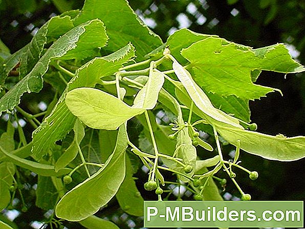 Een Linden Tree From Seeds Laten Groeien