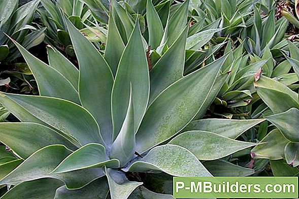Agave Plant Care Guide