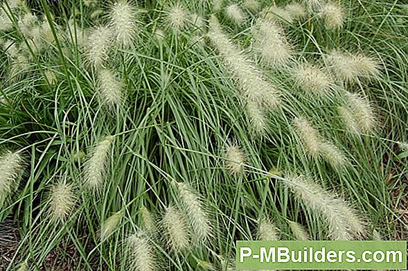 Plant Grass Seed
