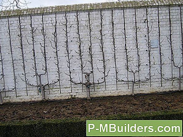 Espalier Puud: 6 Stiilid