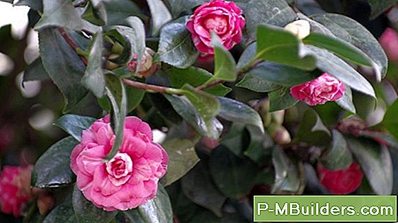Camellia-Bloemen Knippen