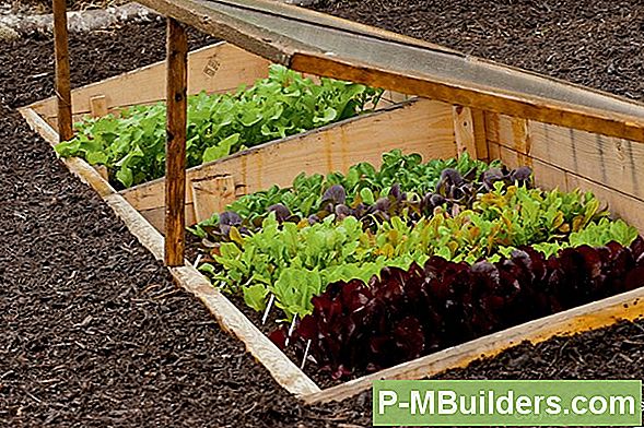 How To Grow Salat Indoor