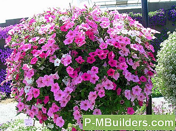 Multiflora Petunia Growing Vs Grandiflora Petunias