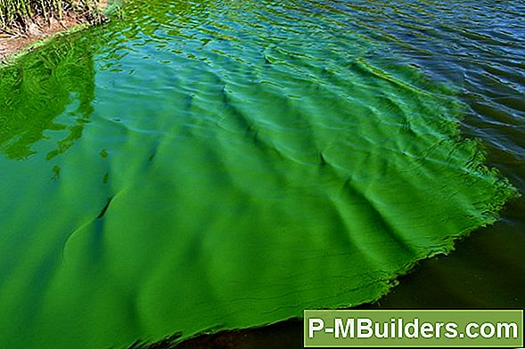 Teich Algen Bloom Prevention Steps