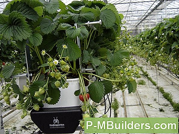 Aardbeien Planten En Kweken In Containers