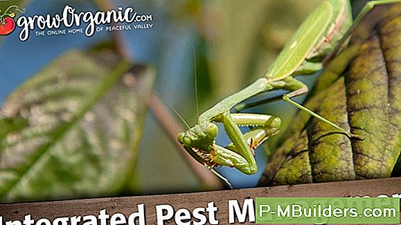 Pest Management - Pest Control Strategies