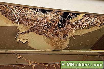 Bird Nest Removal Tips En Fouten Te Vermijden