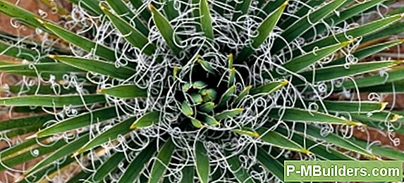 Een stervende yucca plant laten herleven ð§ð§ tips voor home ... Yucca gele bladeren