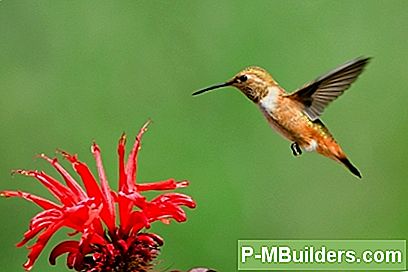 Ti Røde Flerårige Blomster, Der Tiltrækker Hummingbirds