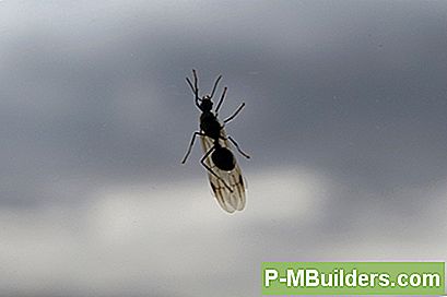 Hvordan Man Dræber Flyvende Myrer Naturligt