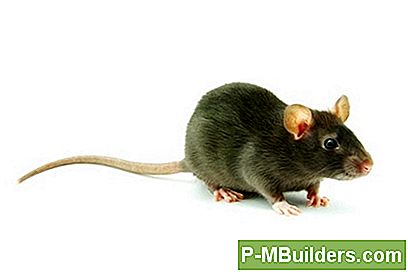 Comment Se Débarrasser Des Rats Dans Votre Espace D'Exploration