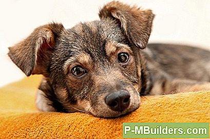 5 Parimat Lemmikloomade Lõhna Eemaldamise Võimalusi Linoleumi Või Marmorpõrandate Jaoks
