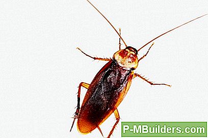 Hoe Je Je Huis Van Kakkerlakken Kunt Roven
