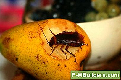 Kakerlakker Og Myrer: Hvordan Man Kontrollerer Dem