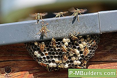 Heta Ämnen: Wasp Och Bee Infestation