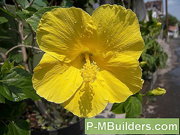 Hibiscus Blomst: Behandling Af Skadedyr Og Sygdom