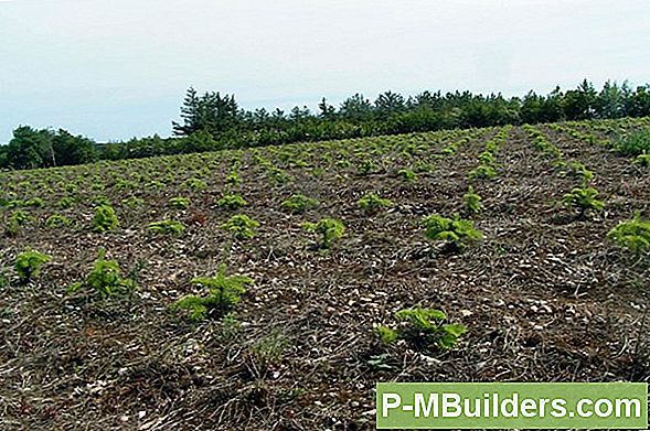 Plantning Og Dyrkning Af En Sumac