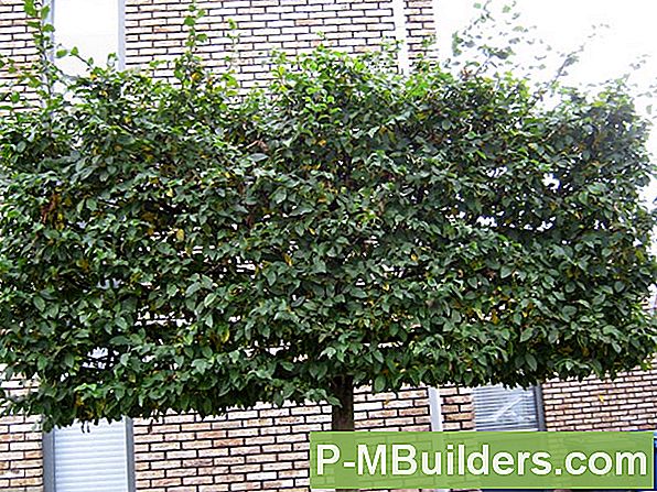 Espalier Trees: 6 Styles