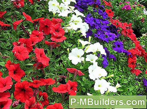 Grandiflora Petunias: Plussid Ja Miinused