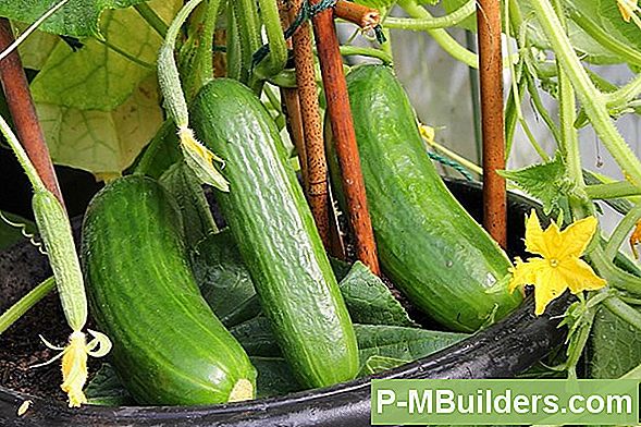 Grow Your Own Cucumbers: A Guide