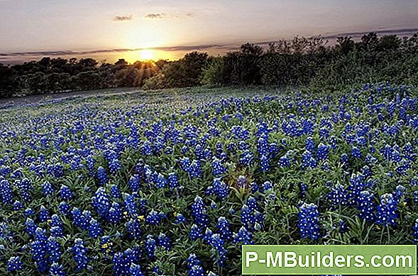 Een Bluebonnet Uit Seeds