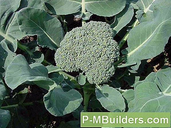 Broccoli Groeien In Een Container