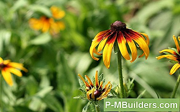 Black-Eyed Susan Seeds Planten