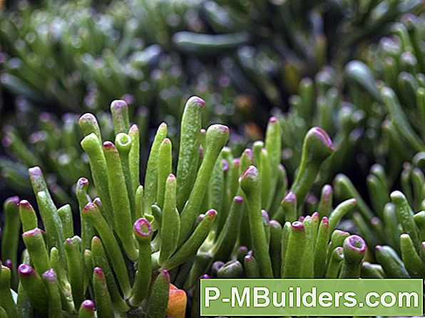 Een Haworthia In Een Pot Planten