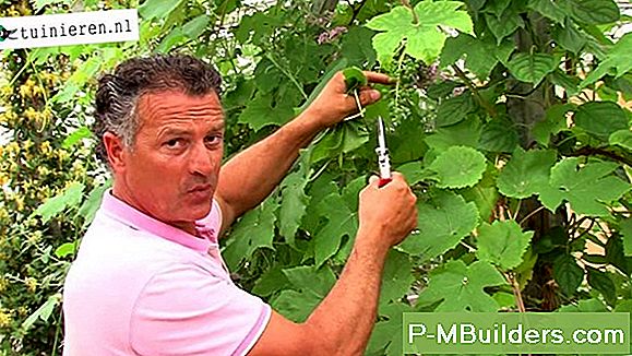 Hur Man Planterar Hydrangea