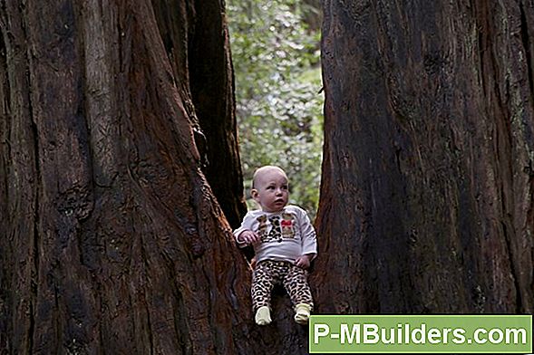 Hoe Een California Redwood Cutting Te Vermeerderen