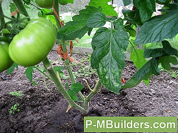 Hoe Een Tomatenplant Te Transplanteren